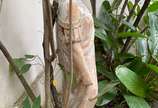 Antiga escultura de cerâmica representando figu... - Antiga escultura de cerâmica representando figura feminina, possivelmente portuguesa, precisando de restauro (partes quebrada e descascados). Re...