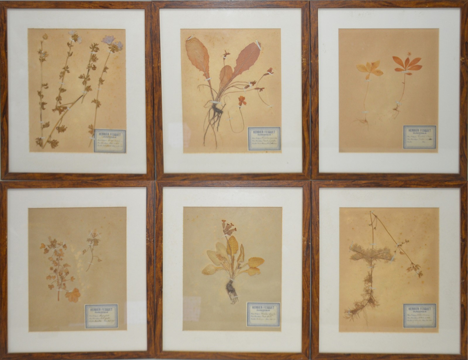 Seis quadros com estampas decorativas de estudo botânico. - foto 1 de 8
