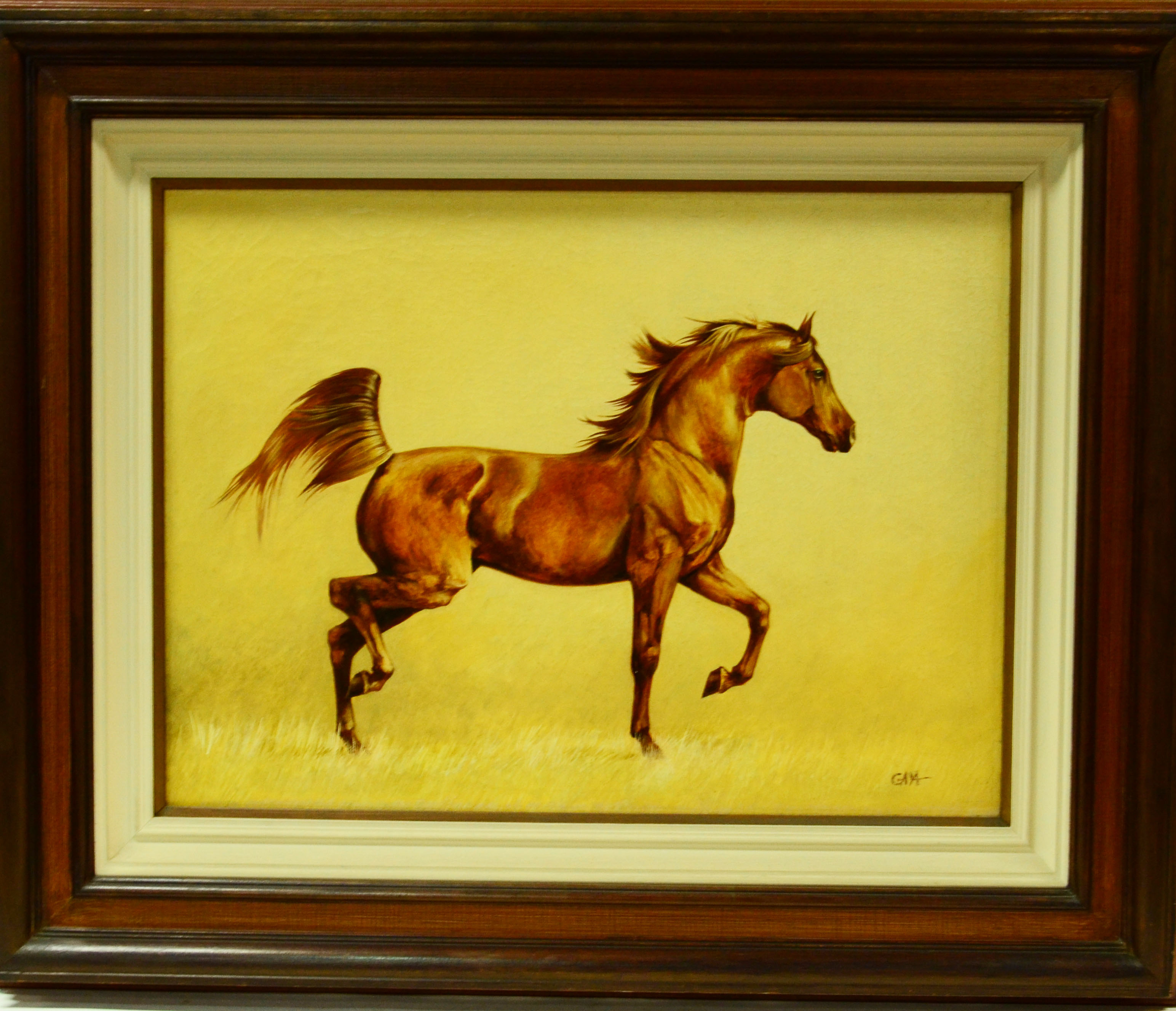 "Cavalo alazão árabe, desfraldado" - foto 1 de 3