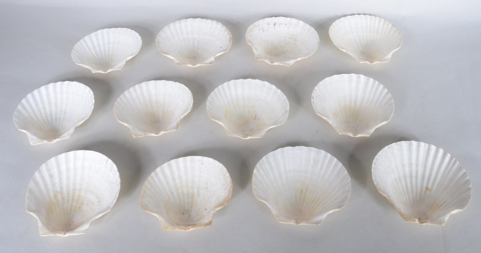 Doze conchas para casquinha de siri. - foto 2 de 4