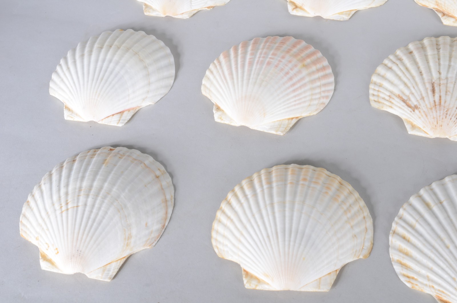Doze conchas para casquinha de siri. - foto 3 de 4