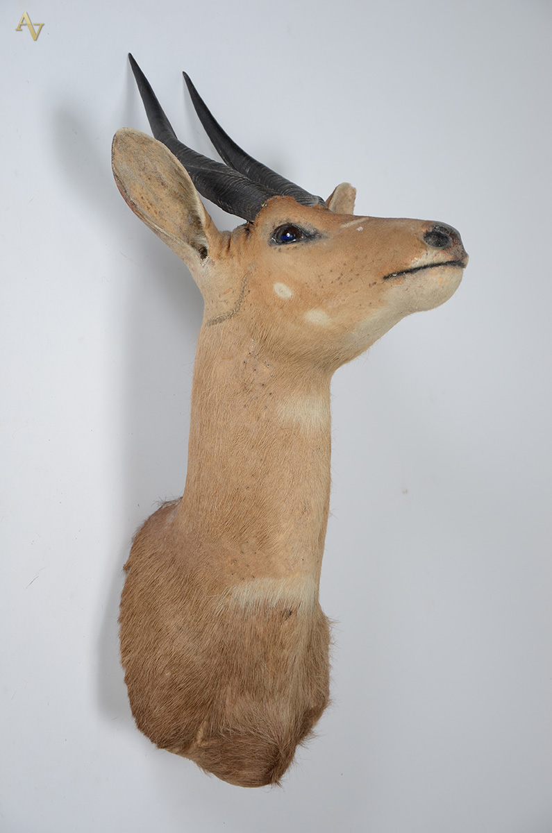Cabeça de cervo (fêmea). Altura 90 cm. - foto 1 de 2