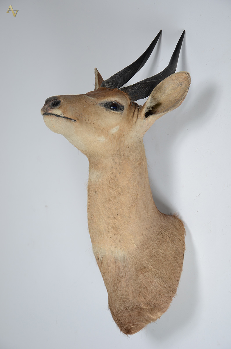 Cabeça de cervo (fêmea). Altura 90 cm. - foto 2 de 2