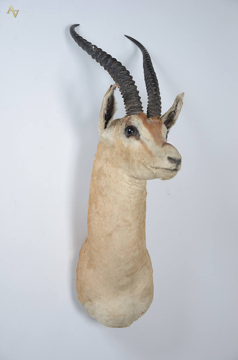 Cabeça de cervo (macho). Altura 65 cm. - foto 1 de 2