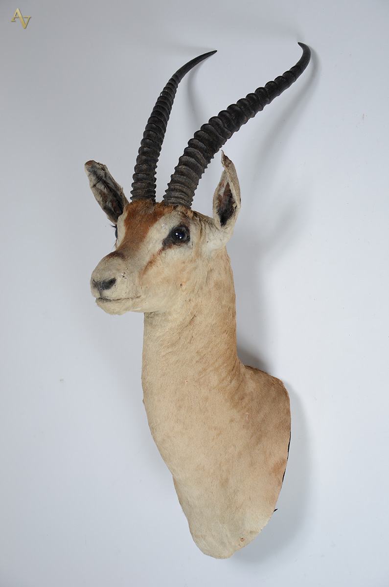Cabeça de cervo (macho). Altura 65 cm. - foto 2 de 2