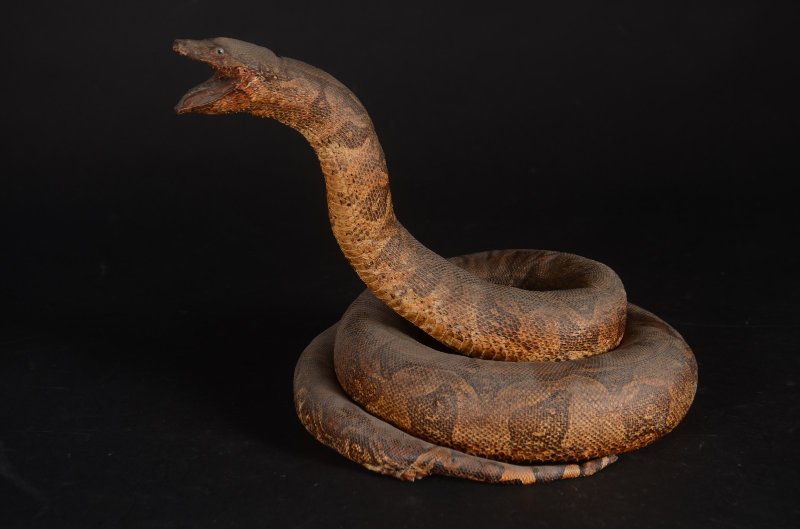 Diversas peças, sendo: Cobra em taxidermia, escultura de porcelana... - foto 10 de 11