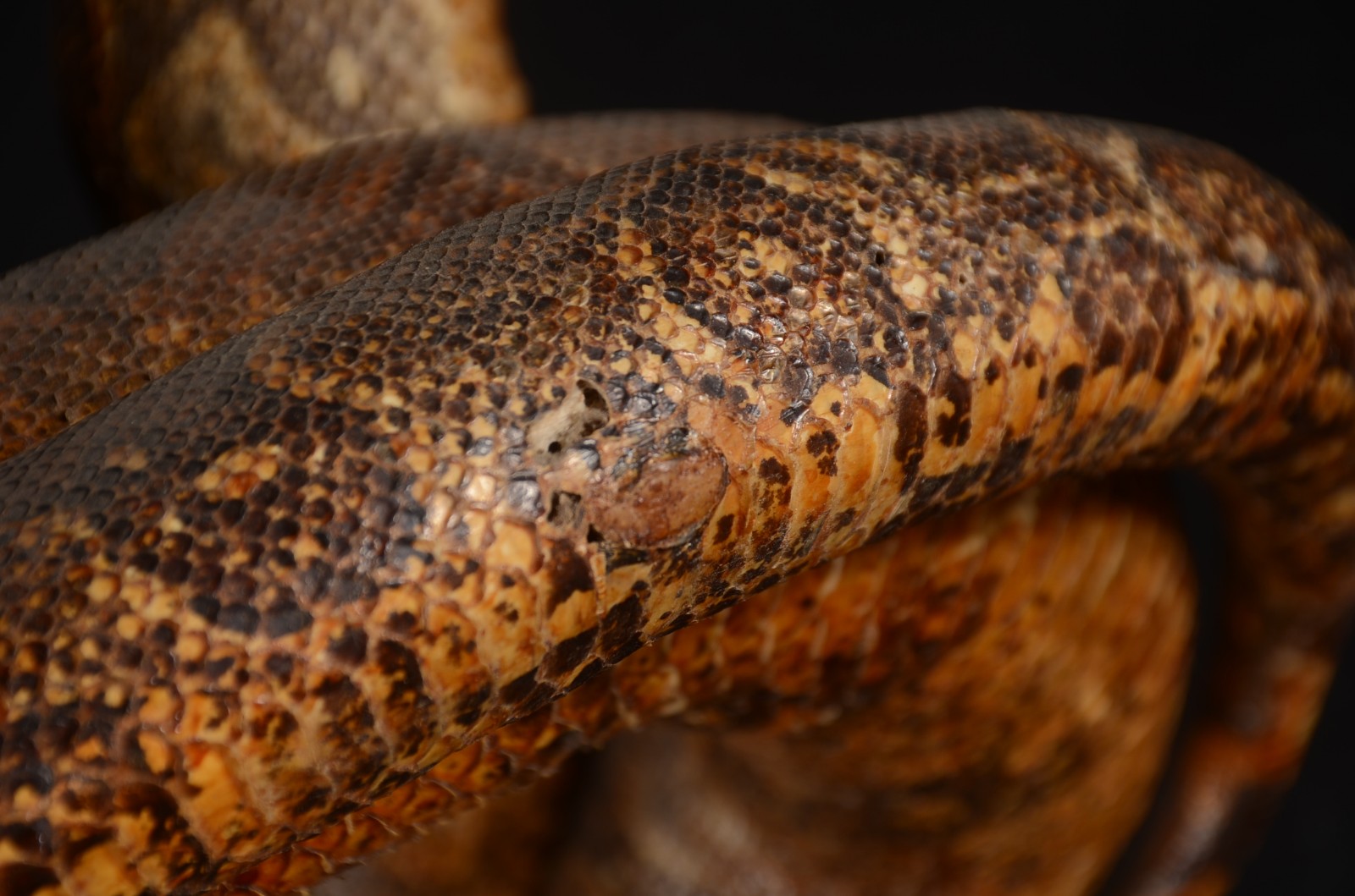 Diversas peças, sendo: Cobra em taxidermia, escultura de porcelana... - foto 11 de 11