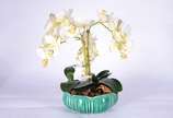 Cachepot de faiança belga com composição de orq... - Cachepot de faiança belga com composição de orquídeas permanentes.