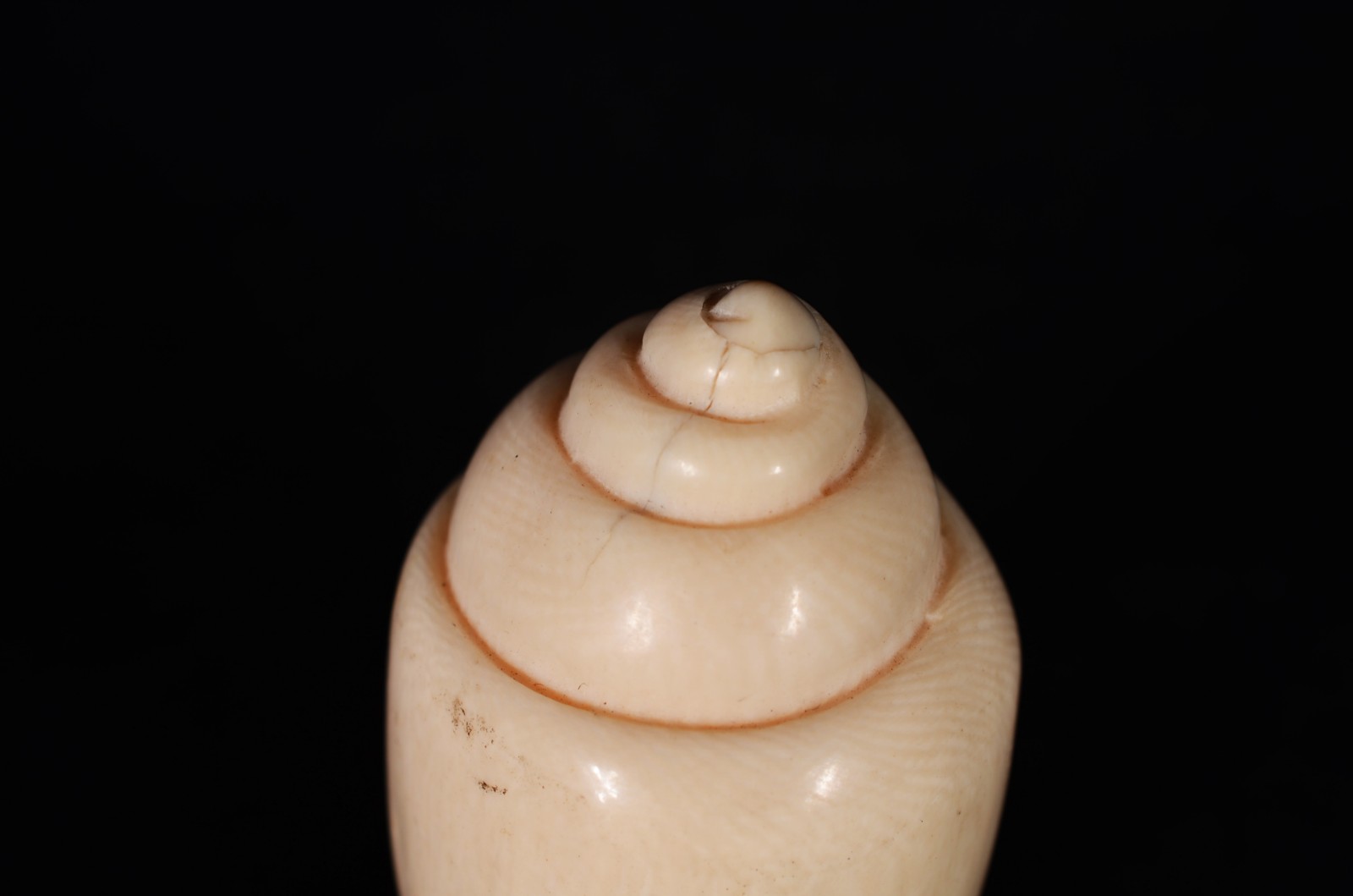 Três enfeites na forma de conchas de marfim. - foto 3 de 10