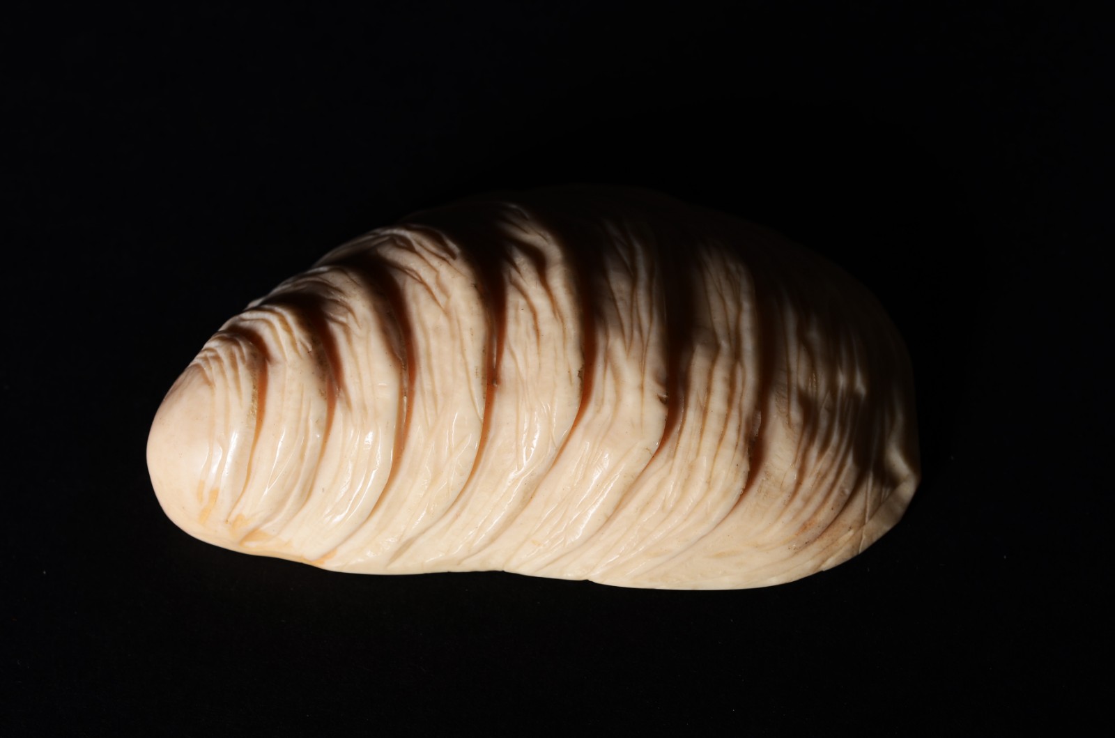 Três enfeites na forma de conchas de marfim. - foto 4 de 10
