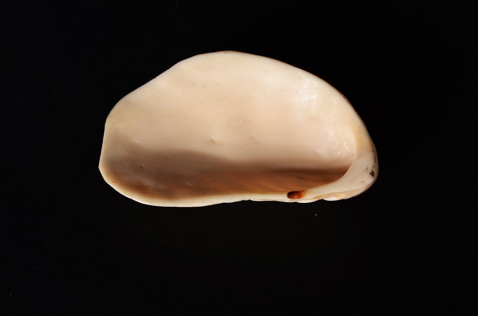Três enfeites na forma de conchas de marfim. - foto 5 de 10