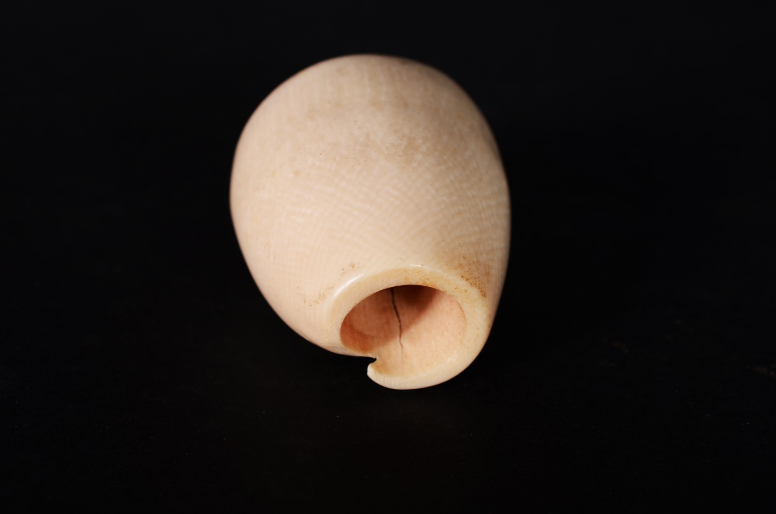 Três enfeites na forma de conchas de marfim. - foto 6 de 10
