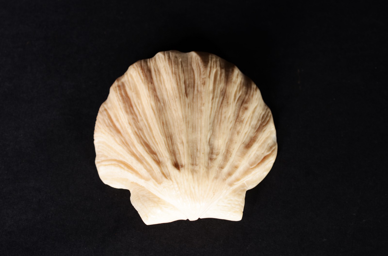 Três enfeites na forma de conchas de marfim. - foto 9 de 10