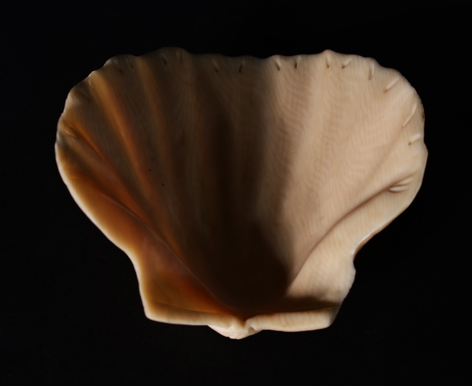 Três enfeites na forma de conchas de marfim. - foto 10 de 10