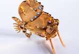 Broche feitio borboleta de ouro 18 k.,  com ped... - Broche feitio borboleta de ouro 18 k.,  com pedras brasileiras coloridas. (Por motivos de segurança a peça não se encontra na loja).
