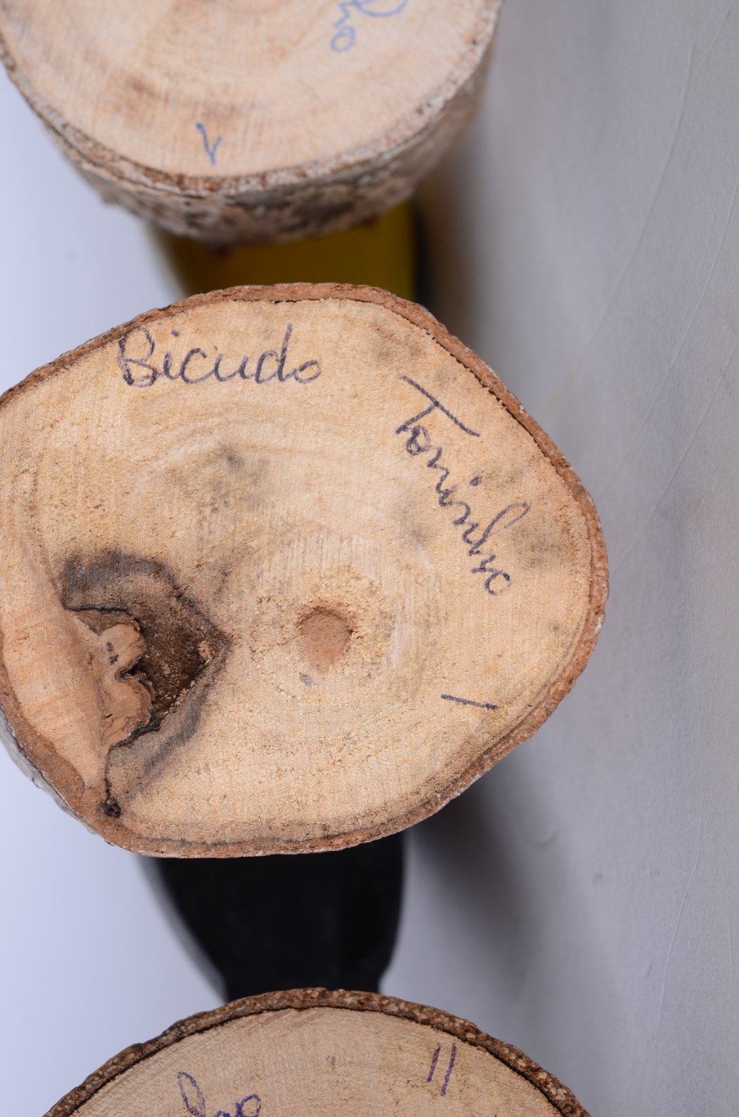 Três esculturas de madeira policromada representando pássaros, sendo... - foto 6 de 7