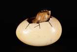 Netsuke de marfim oriental representando pintin... - Netsuke de marfim oriental representando pintinho dentro do ovo. Assinado.