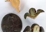 Quatro peças sacras, sendo: par de anjos de mad... - Quatro peças sacras, sendo: par de anjos de madeira entalhada e patinada (uma com asa colada); placa de bronze com figura de Nossa Senhora e anj...