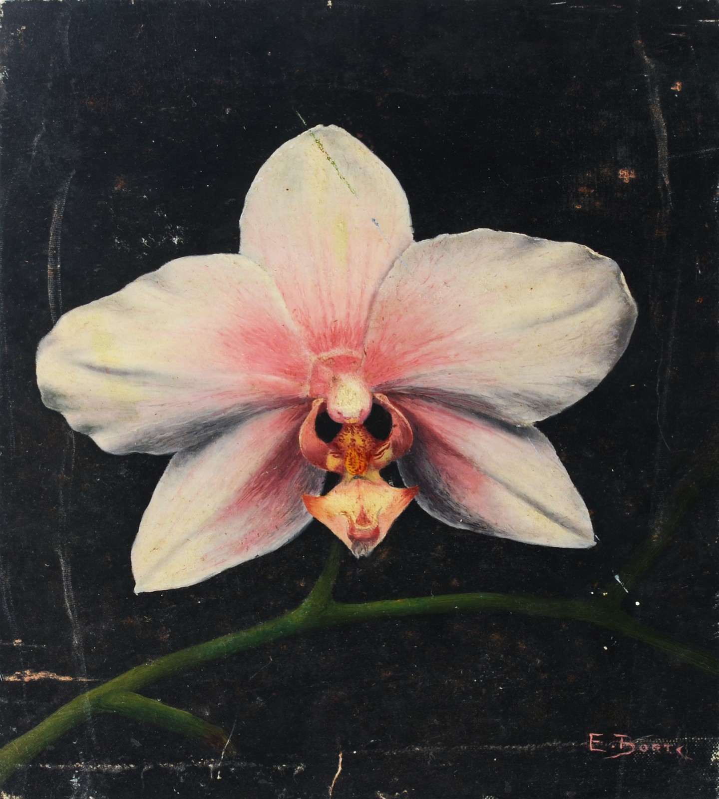 Orquídea - foto 1 de 4