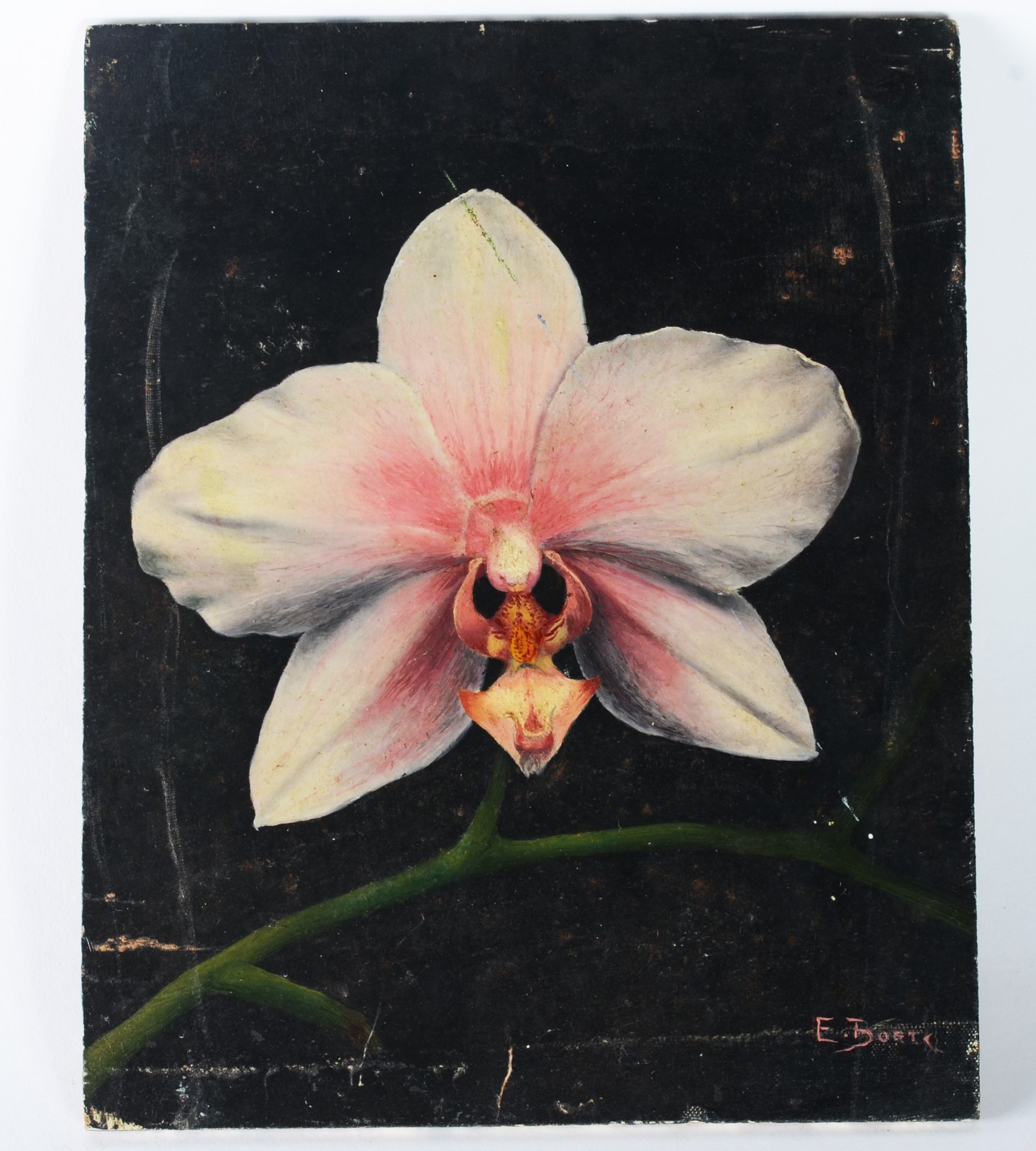 Orquídea - foto 2 de 4
