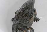 Franz Xaver Bergmann (1861-1936), Surprise Croc... - Um interessante estudo erótico em bronze austríaco do início do século XX de um crocodilo onde a parte superior é articulada para revelar uma fi...