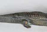 Franz Xaver Bergmann (1861-1936), Surprise Croc... - Um interessante estudo erótico em bronze austríaco do início do século XX de um crocodilo onde a parte superior é articulada para revelar uma fi...