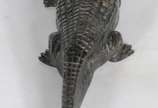 Franz Xaver Bergmann (1861-1936), Surprise Croc... - Um interessante estudo erótico em bronze austríaco do início do século XX de um crocodilo onde a parte superior é articulada para revelar uma fi...