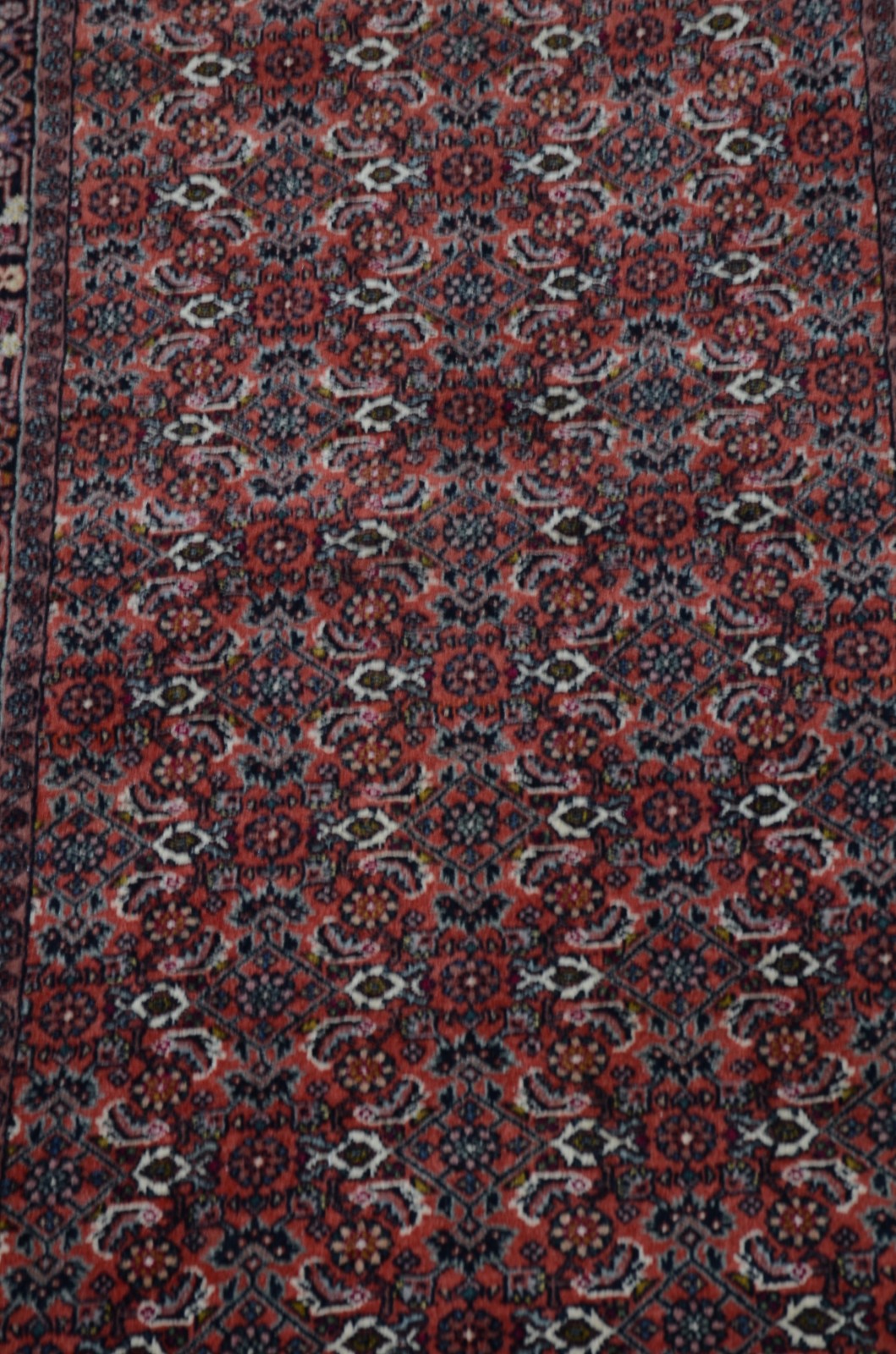 Tapete Bidjar (1801) - foto 2 de 4