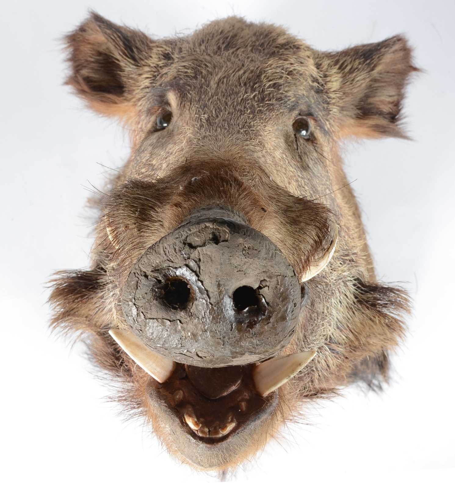 Taxidermia Javali Argentino. - foto 1 de 5