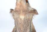 Taxidermia Javali Argentino. - Taxidermia Javali Argentino.
