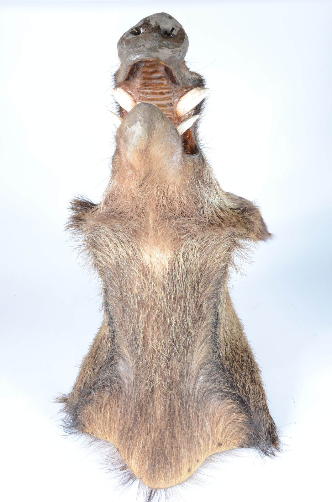 Taxidermia Javali Argentino. - foto 2 de 5