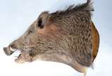 Taxidermia Javali Argentino. - Taxidermia Javali Argentino.