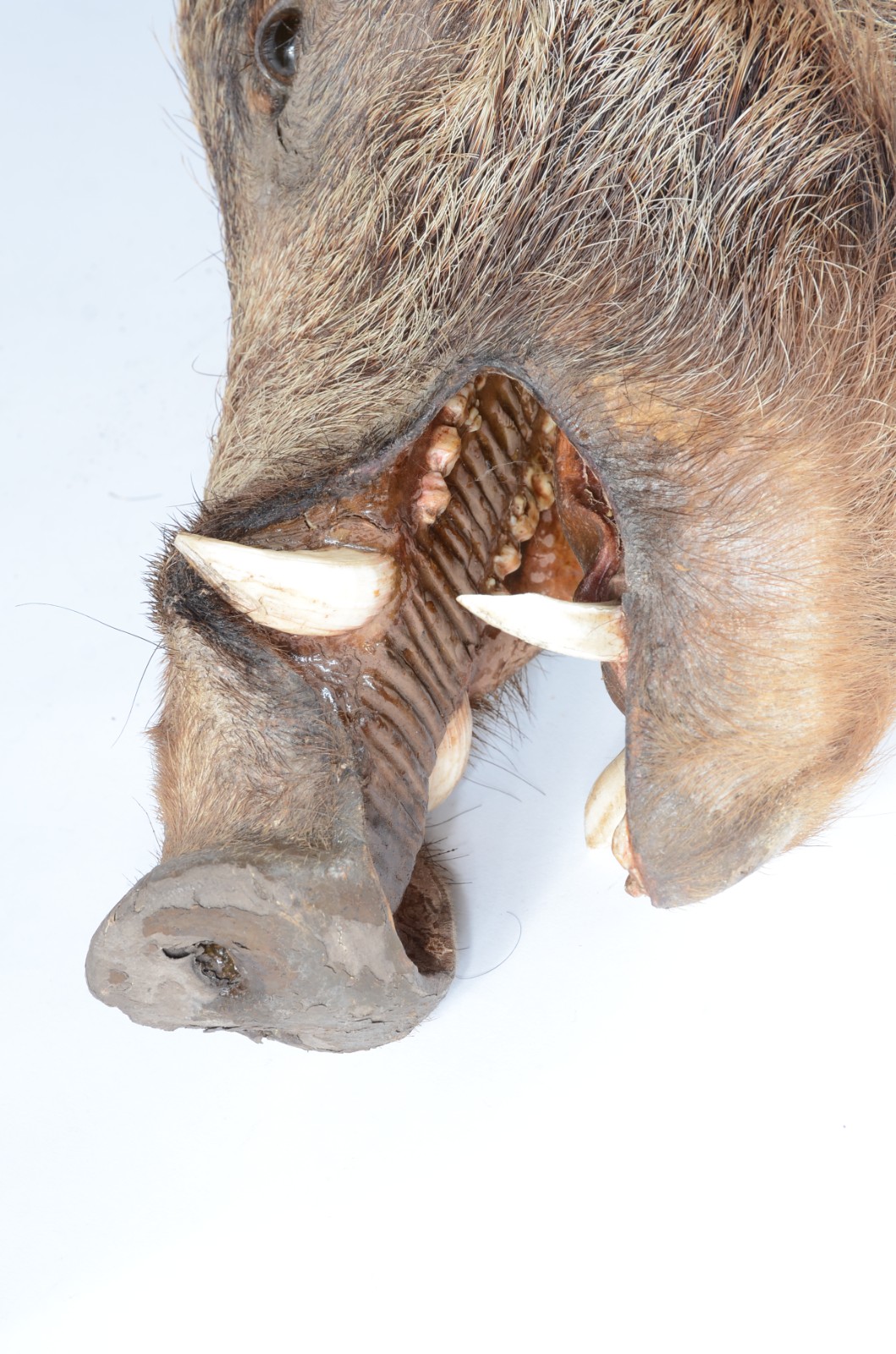 Taxidermia Javali Argentino. - foto 4 de 5