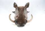 Taxidermia Wharthog Africano. - Taxidermia Wharthog Africano.