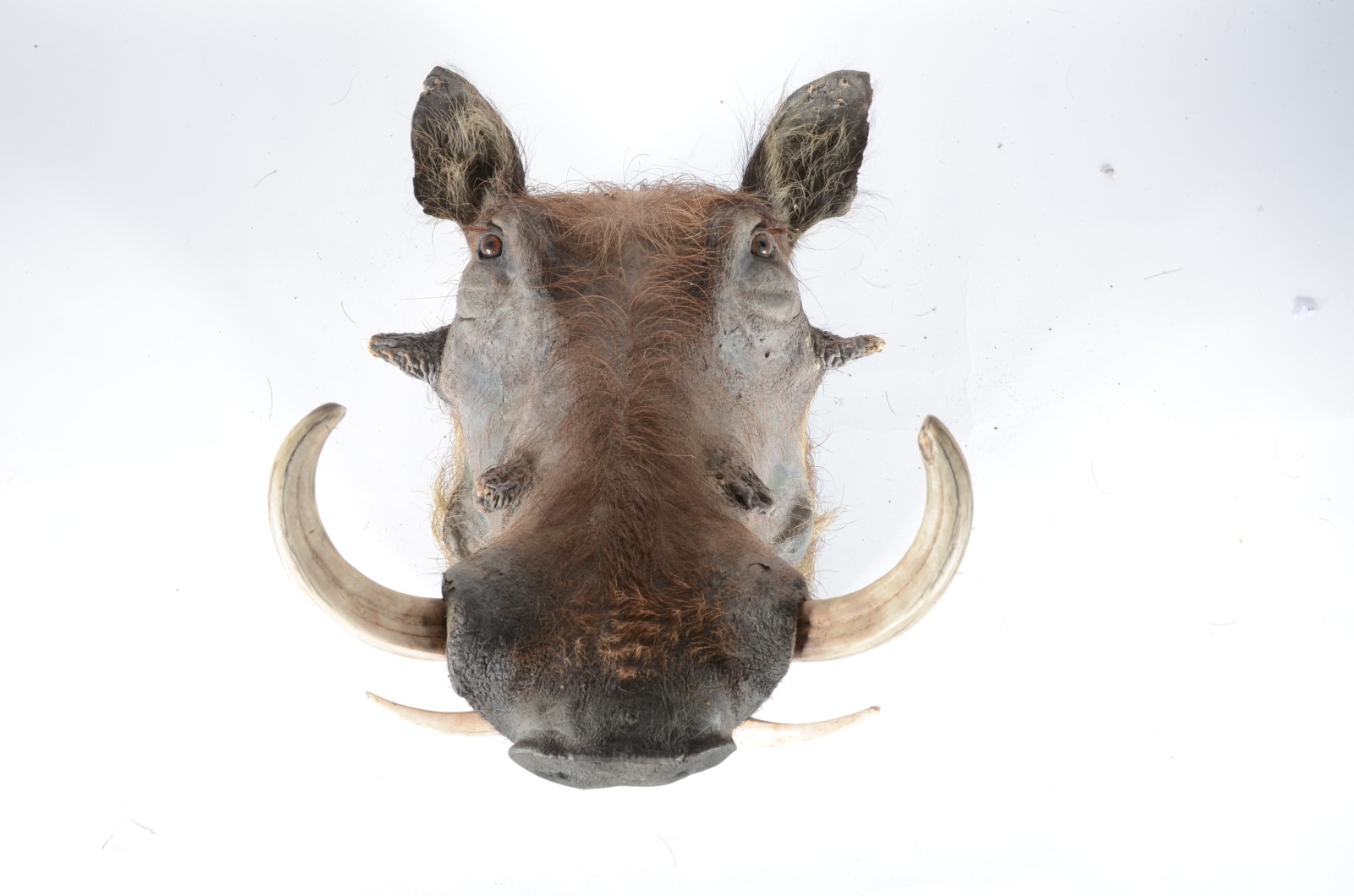 Taxidermia Wharthog Africano. - foto 1 de 5