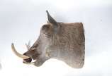 Taxidermia Wharthog Africano. - Taxidermia Wharthog Africano.