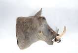 Taxidermia Wharthog Africano. - Taxidermia Wharthog Africano.