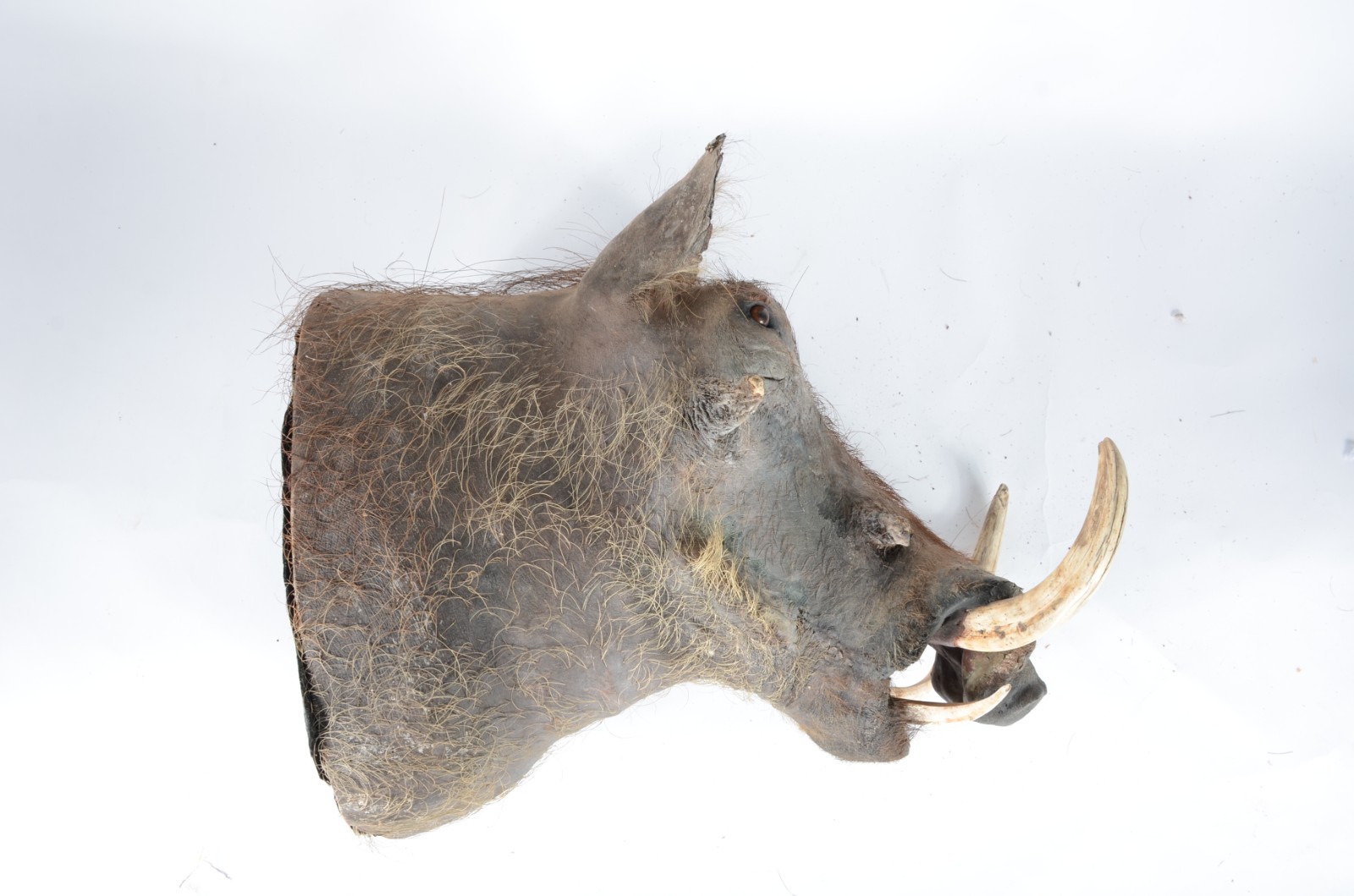 Taxidermia Wharthog Africano. - foto 4 de 5