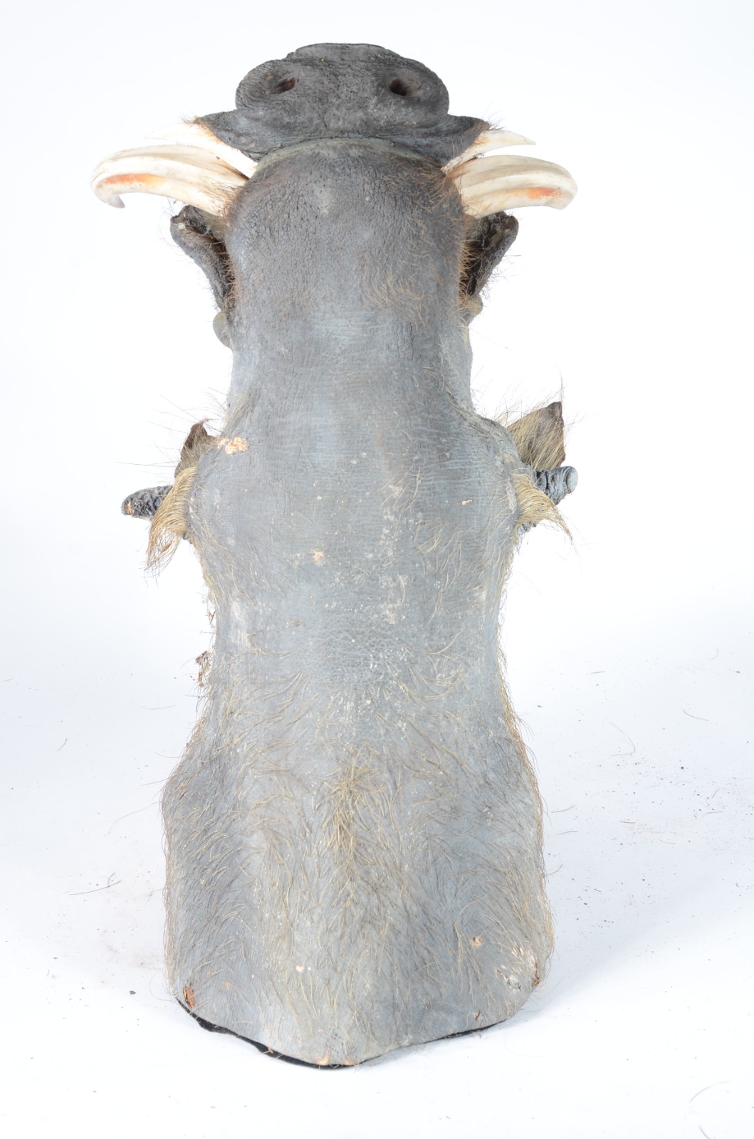 Taxidermia Wharthog Africano. - foto 2 de 6