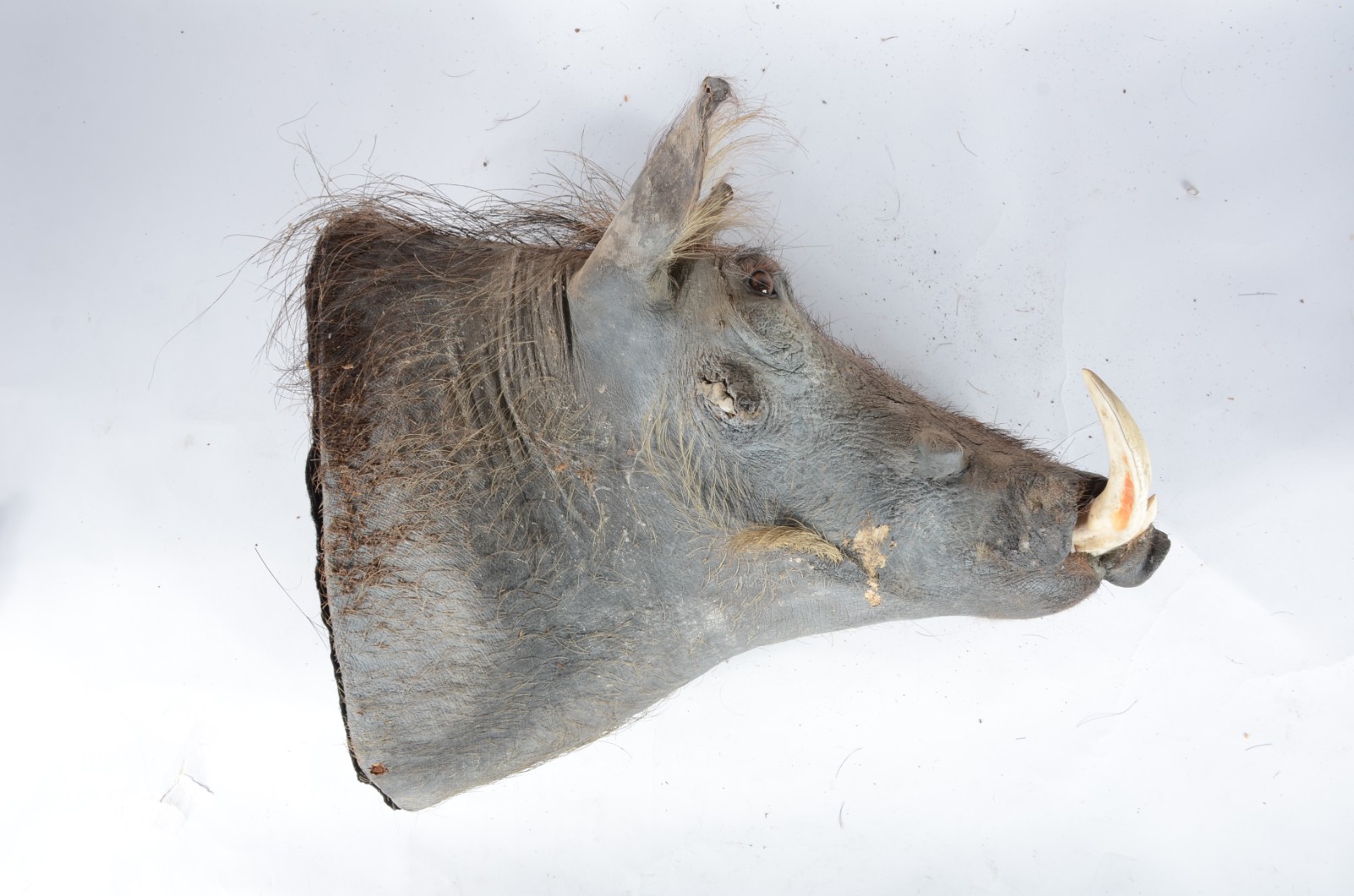 Taxidermia Wharthog Africano. - foto 3 de 6