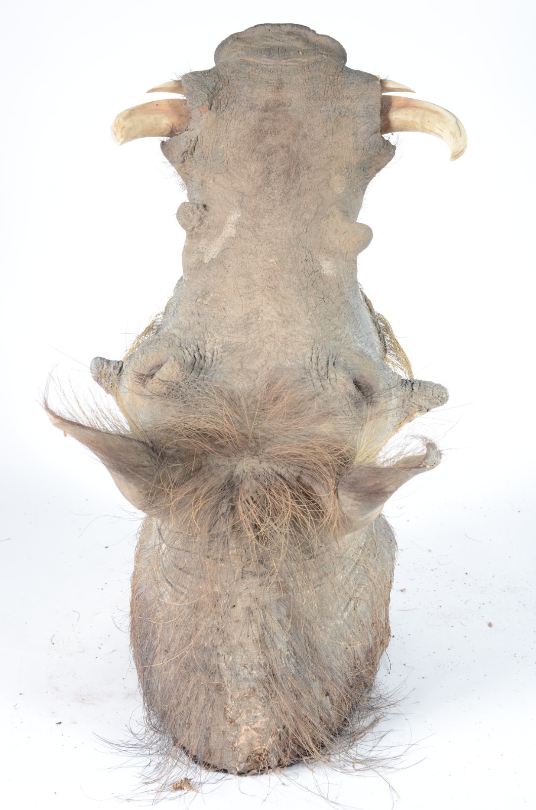 Taxidermia Wharthog Africano. - foto 4 de 6