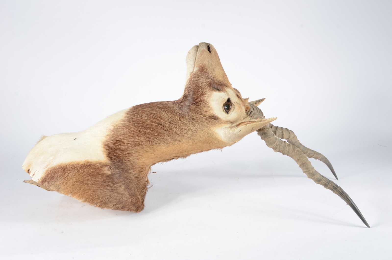 Taxidermia Blackbuck. - foto 2 de 7