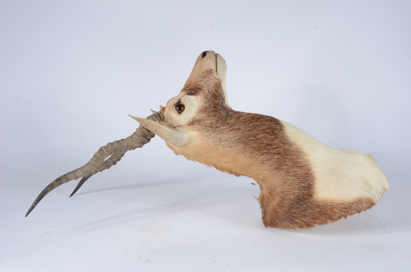 Taxidermia Blackbuck. - foto 3 de 7