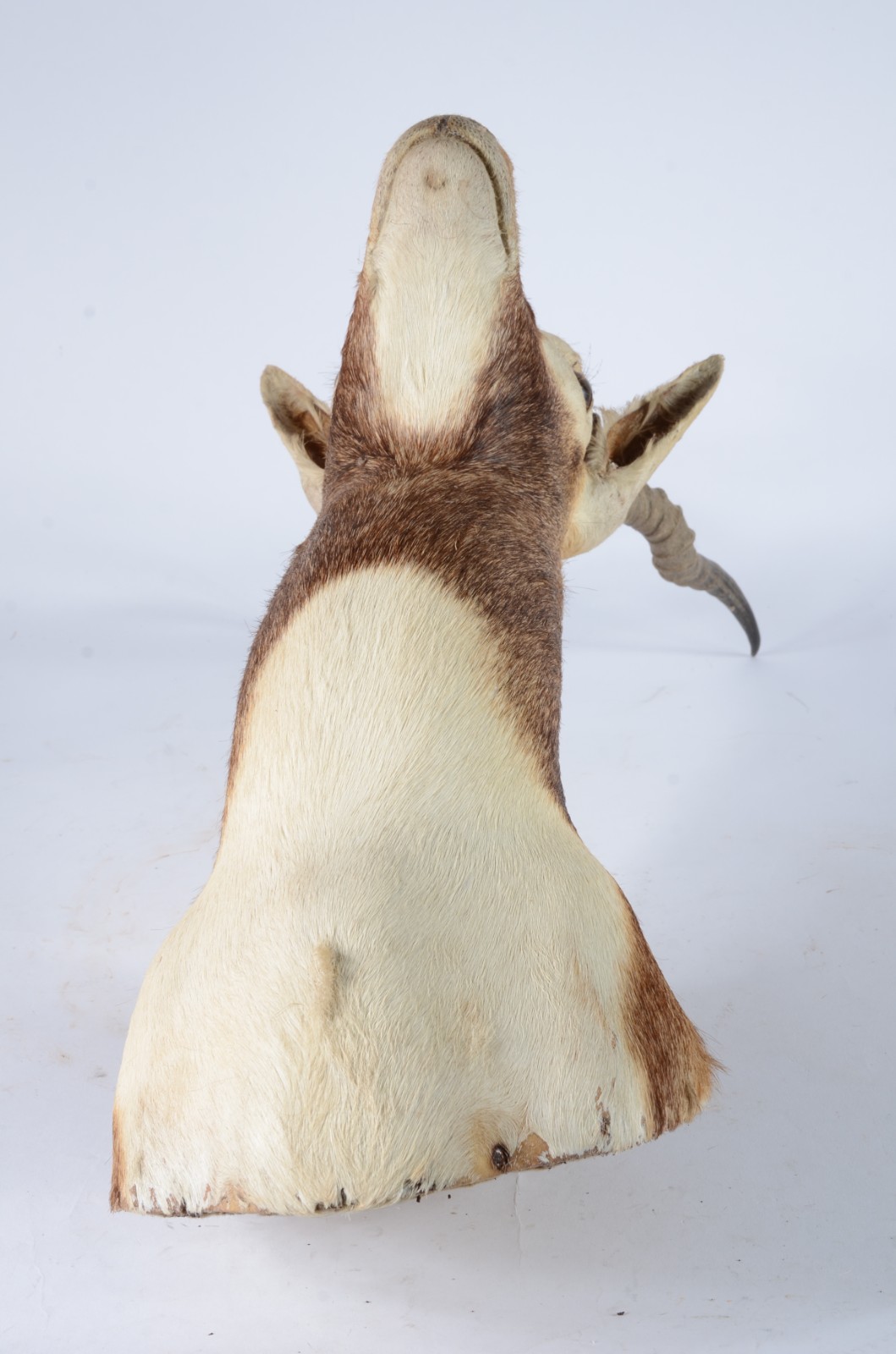 Taxidermia Blackbuck. - foto 4 de 7