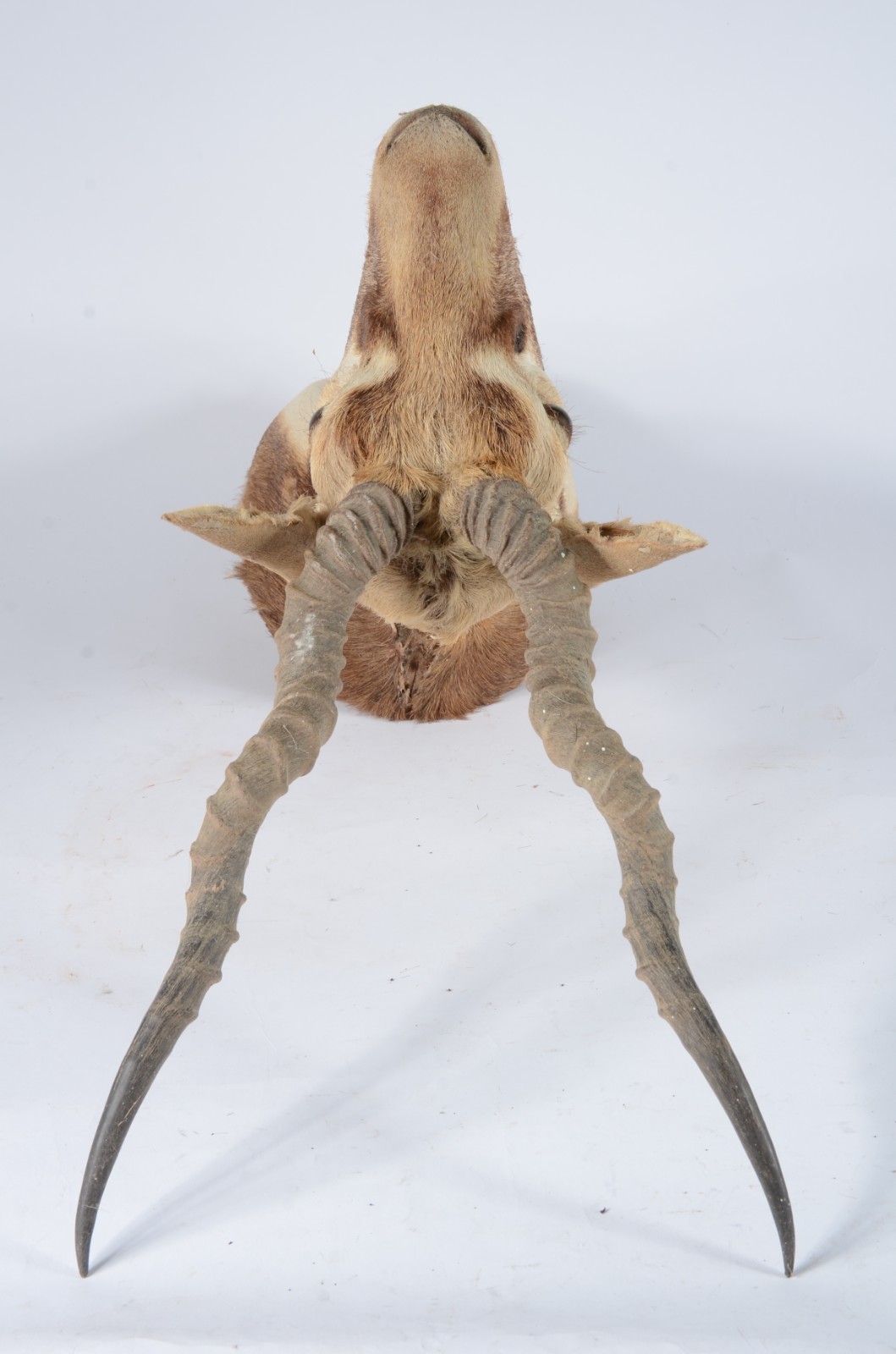 Taxidermia Blackbuck. - foto 6 de 7