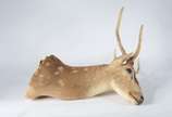 Taxidermia Cervo Axis. - Taxidermia Cervo Axis.