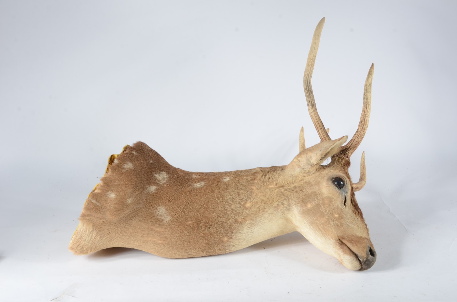 Taxidermia Cervo Axis. - foto 2 de 7