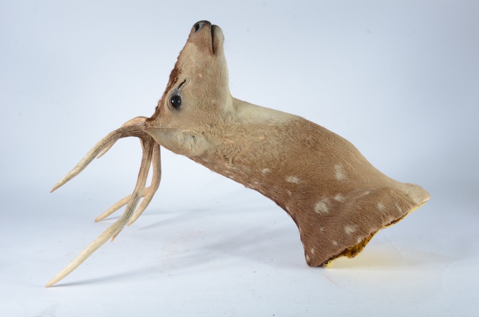 Taxidermia Cervo Axis. - foto 4 de 7