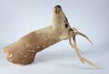 Taxidermia Cervo Axis. - Taxidermia Cervo Axis.