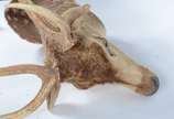 Taxidermia Cervo Axis. - Taxidermia Cervo Axis.